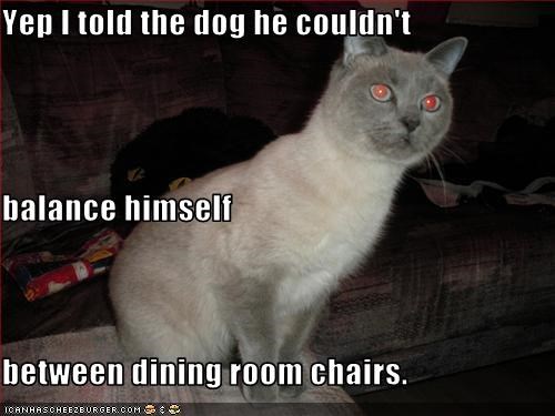 Yep I told the dog he couldn't  balance himself  between dining room chairs.