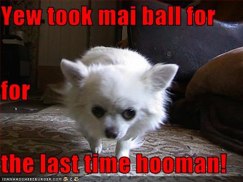 Yew took mai ball for for the last time hooman!