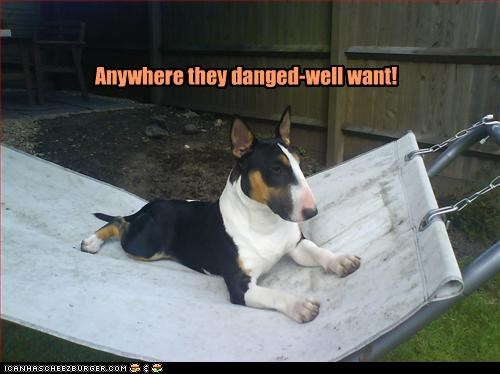 Where do bull terriers sit?