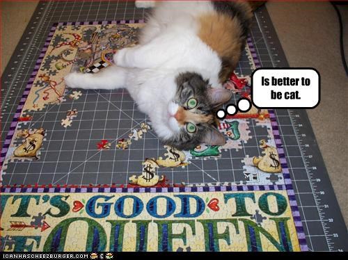Is better to be cat.