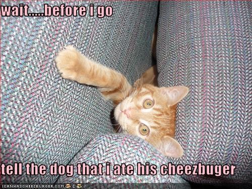 wait.....before i go   tell the dog that i ate his cheezbuger