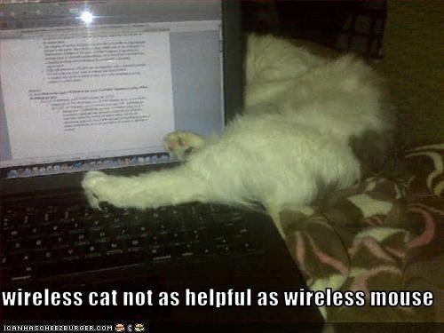 wireless cat not as helpful as wireless mouse