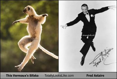 This Verreaux's Sifaka Totally Looks Like Fred Astaire