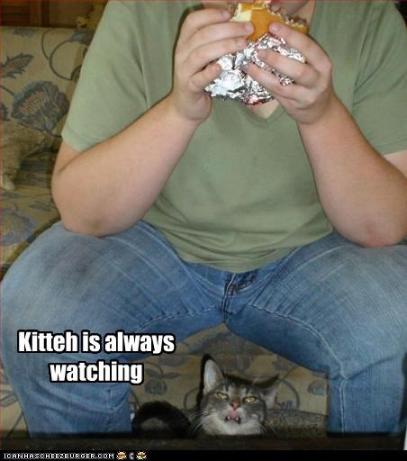 Kitteh is always watching
