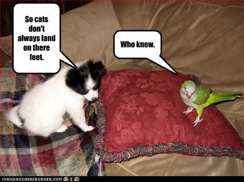 Cats don't