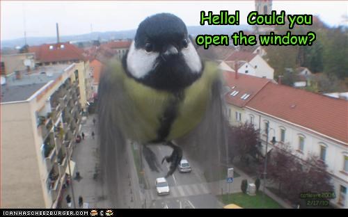 Hello!  Could you open the window?