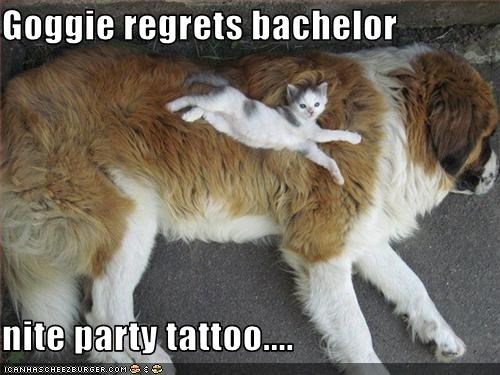 Goggie regrets bachelor  nite party tattoo....