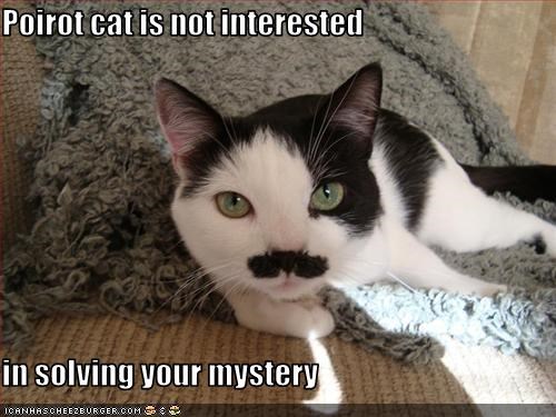 Poirot cat is not interested  in solving your mystery