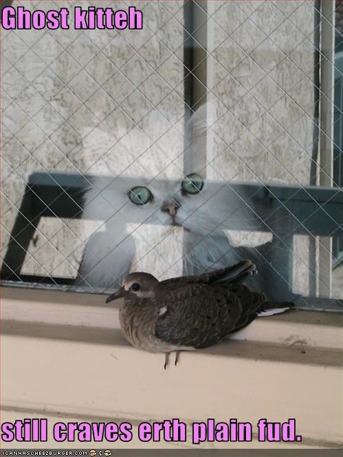 Ghost kitteh  still craves erth plain fud.