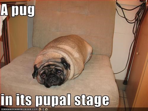 A pug  in its pupal stage