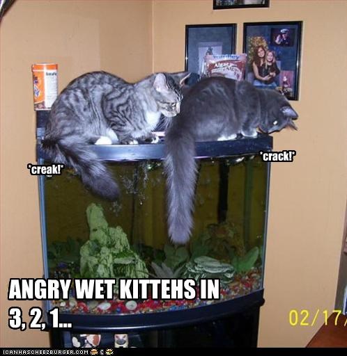 ANGRY WET KITTEHS IN 3, 2, 1...