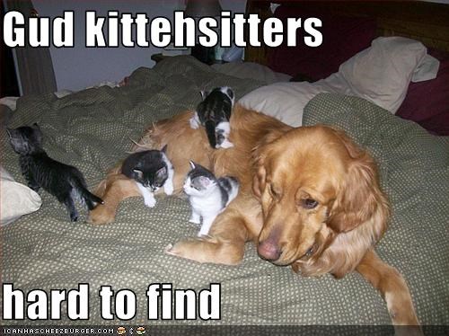 Gud kittehsitters  hard to find