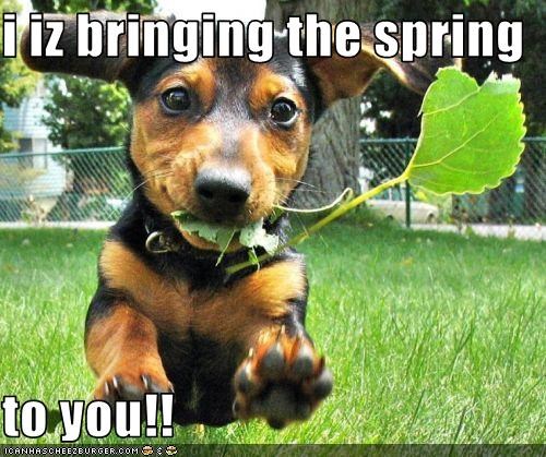 i iz bringing the spring  to you!!