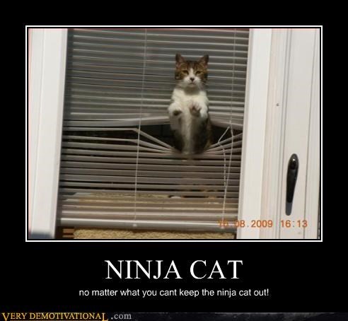 Ninjas Come in All Forms