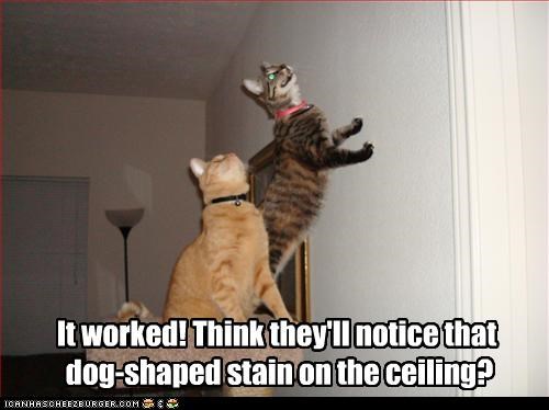 It worked! Think they'll notice that  dog-shaped stain on the ceiling?