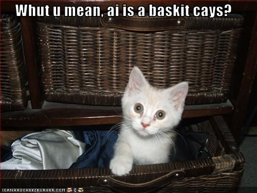 Whut u mean, ai is a baskit cays?