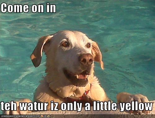 Come on in  teh watur iz only a little yellow
