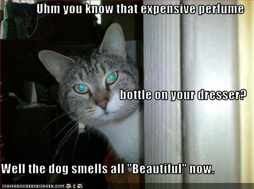 Uhm you know that expensive perfume bottle on your dresser? Well the dog smells all "Beautiful" now.