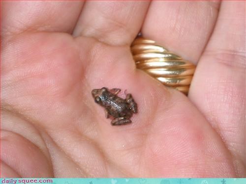 Teeniest Froggie!