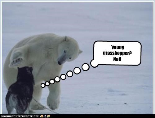 'young grasshopper?
Not!