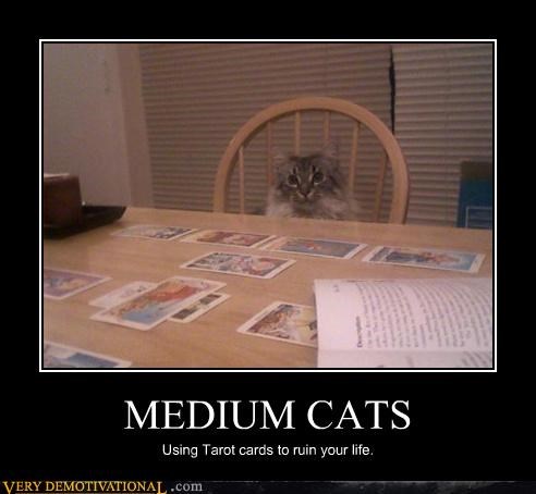 Cats Can Be Psychic?