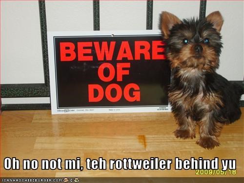 Oh no not mi, teh rottweiler behind yu