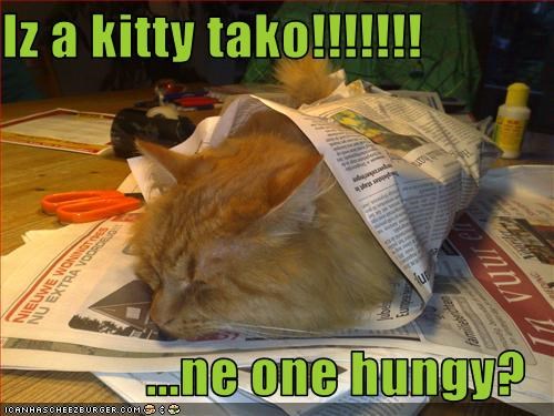 Iz a kitty tako!!!!!!!  ...ne one hungy?