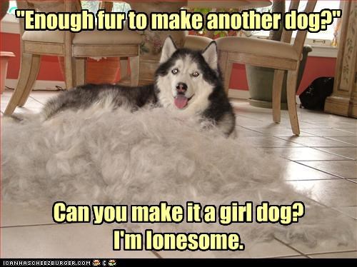 "Enough fur to make another dog?"