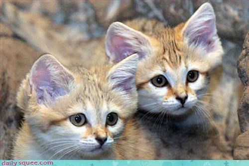 Sand Cats