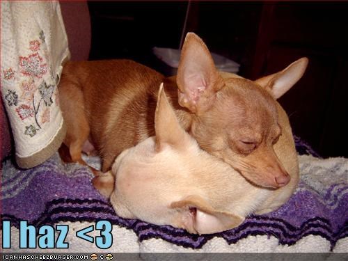 I haz <3