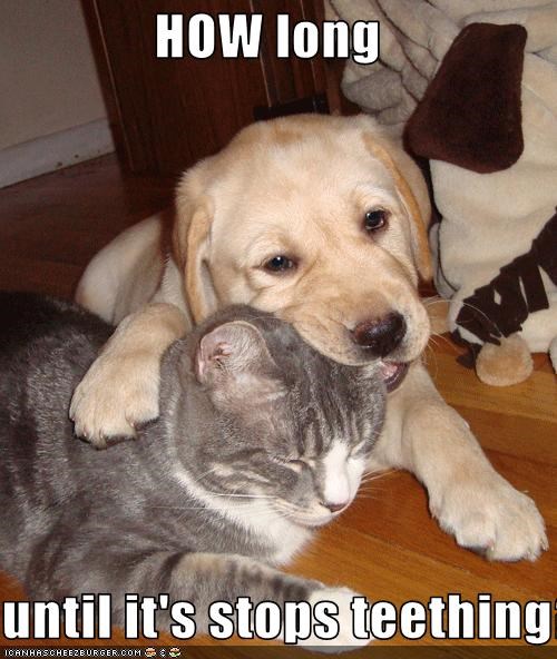 HOW long   until it's stops teething?