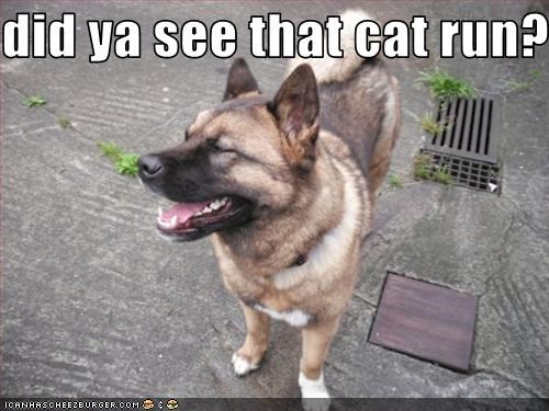 did ya see that cat run??