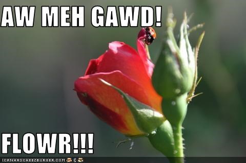 AW MEH GAWD!  FLOWR!!!