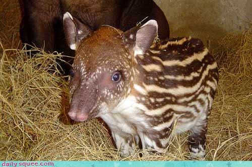 Baby Tapir
