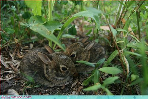 Bunneh