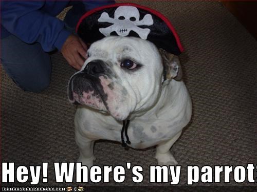Hey! Where's my parrot?