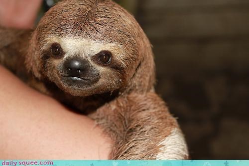Baby Sloth