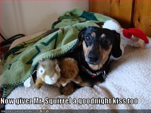 Mr. Squirrel 