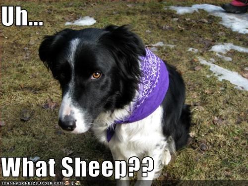 Uh...  What Sheep??