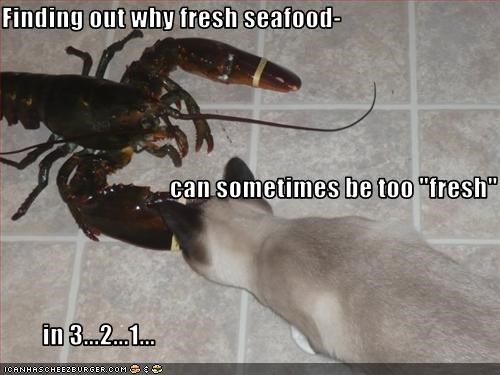 Finding out why fresh seafood-                                  can sometimes be too "fresh"         in 3...2...1...