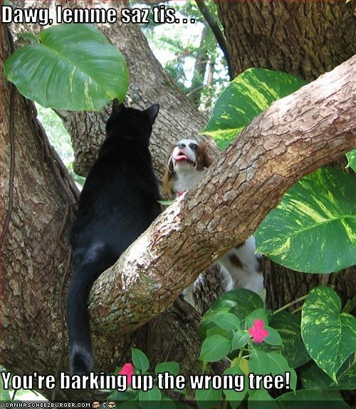Dawg, lemme saz tis. . .  You're barking up the wrong tree!