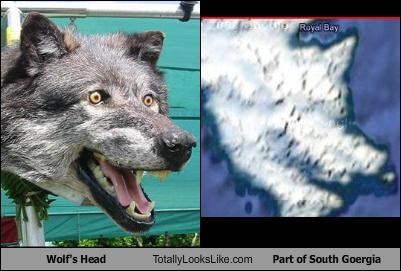 Wolf's Head Totally Looks Like Part of South Goergia