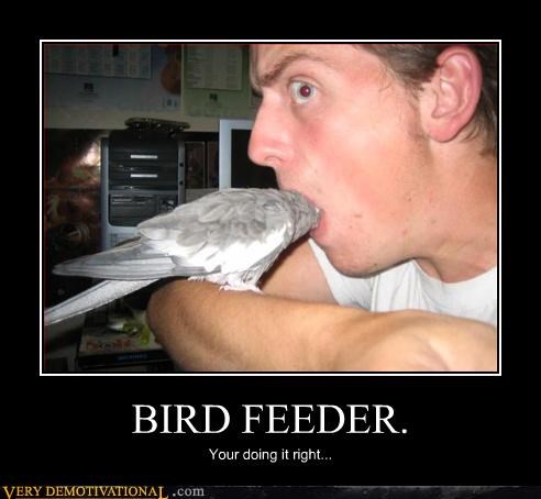 Quite an Incredible Bird Feeder