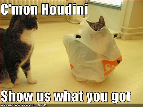 C'mon Houdini  Show us what you got