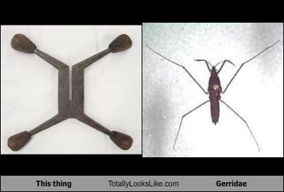 This thing Totally Looks Like Gerridae