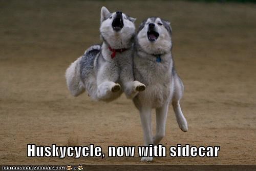 Huskycycle, now with sidecar