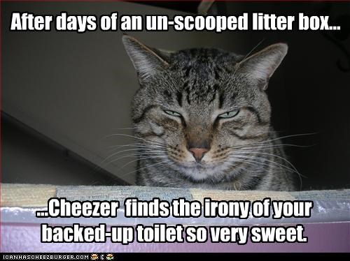 After days of an un-scooped litter box...