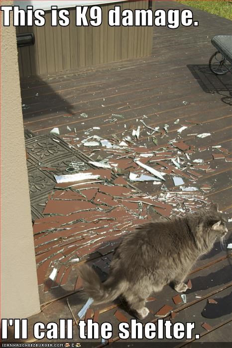 This is K9 damage.   I'll call the shelter.