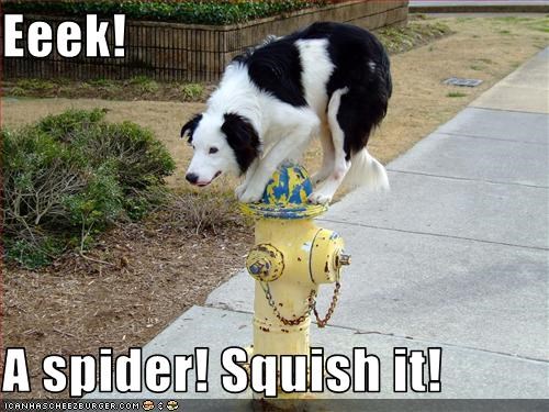 Eeek!  A spider! Squish it!