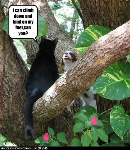 I can climb down and land on my feet,can you?